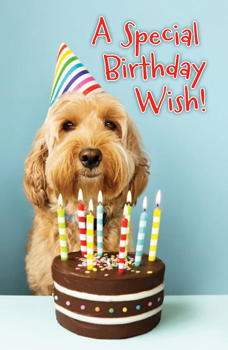 A Special Birthday Wish! Postcards (25 Pk)